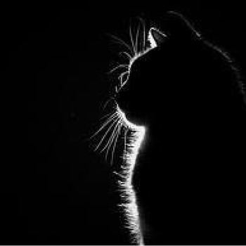 Black cat