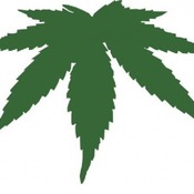 Cannabis