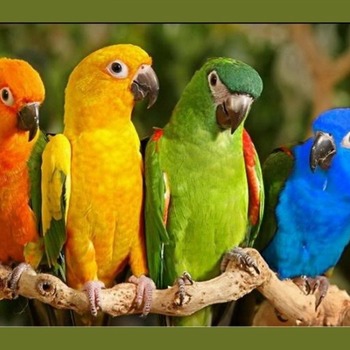 Colorful Birds