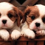 Cute Puppies