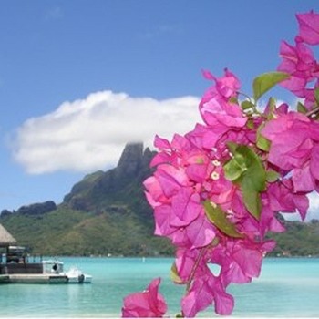 Beach flowers