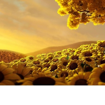 Field of Sunflowers