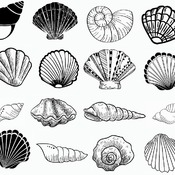 117 Seashell lbi svg drawing tattoo black and white image bundle clip art