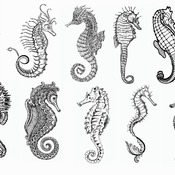 143 Seahorse file drawing svg clip art black and white image bundle