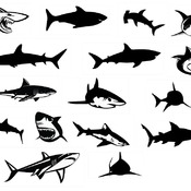 45 Shark great svg white whale basking bull a tiger birthday images clip art bundle