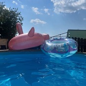 Danny collection with pool lounge and flamingo.