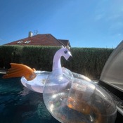Danny collection with pool lounge and flamingo.
