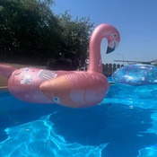 Danny collection with pool lounge and flamingo.