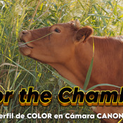 EL MEJOR PERFIL DE COLOR PARA CANON - THE BEST COLOR PROFILE FOR CANON