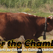 EL MEJOR PERFIL DE COLOR PARA CANON - THE BEST COLOR PROFILE FOR CANON