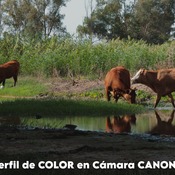 EL MEJOR PERFIL DE COLOR PARA CANON - THE BEST COLOR PROFILE FOR CANON