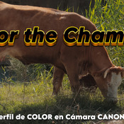 EL MEJOR PERFIL DE COLOR PARA CANON - THE BEST COLOR PROFILE FOR CANON