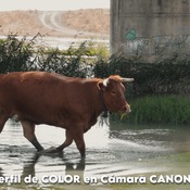 EL MEJOR PERFIL DE COLOR PARA CANON - THE BEST COLOR PROFILE FOR CANON