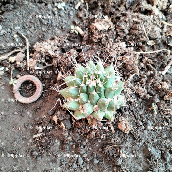 Foto 119