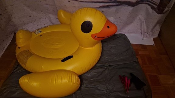 Intex duck getting popped and shredded