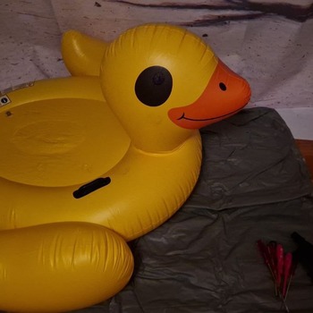 Intex duck getting popped and shredded