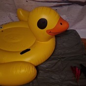 Intex duck getting popped and shredded