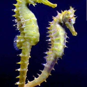 Caballitos de mar
