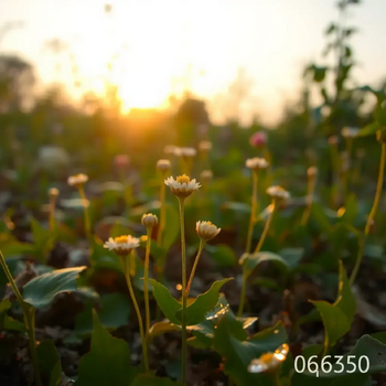 Al Musician-Greener 2025