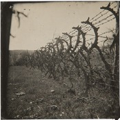 Jerome.C.House (American,1991) Barbed Wire Murder Scenes 2025