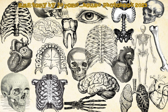 Jerome.C.House (American,1991) Anatomy 2025