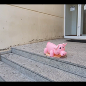 Inflate and explode inflatable pig